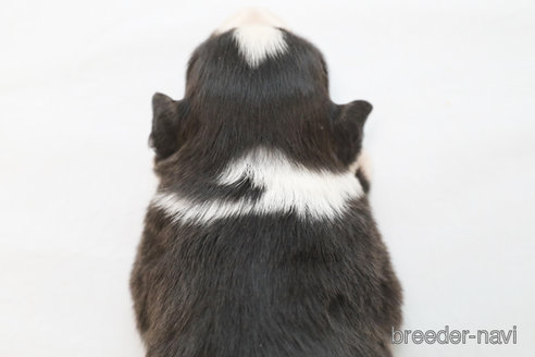 成約済の神奈川県のボーダーコリー-369086の2枚目